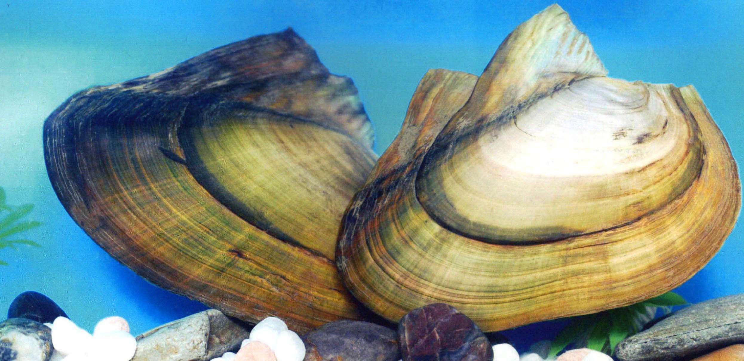 褶纹冠蚌-江西水产经济动物-图片
